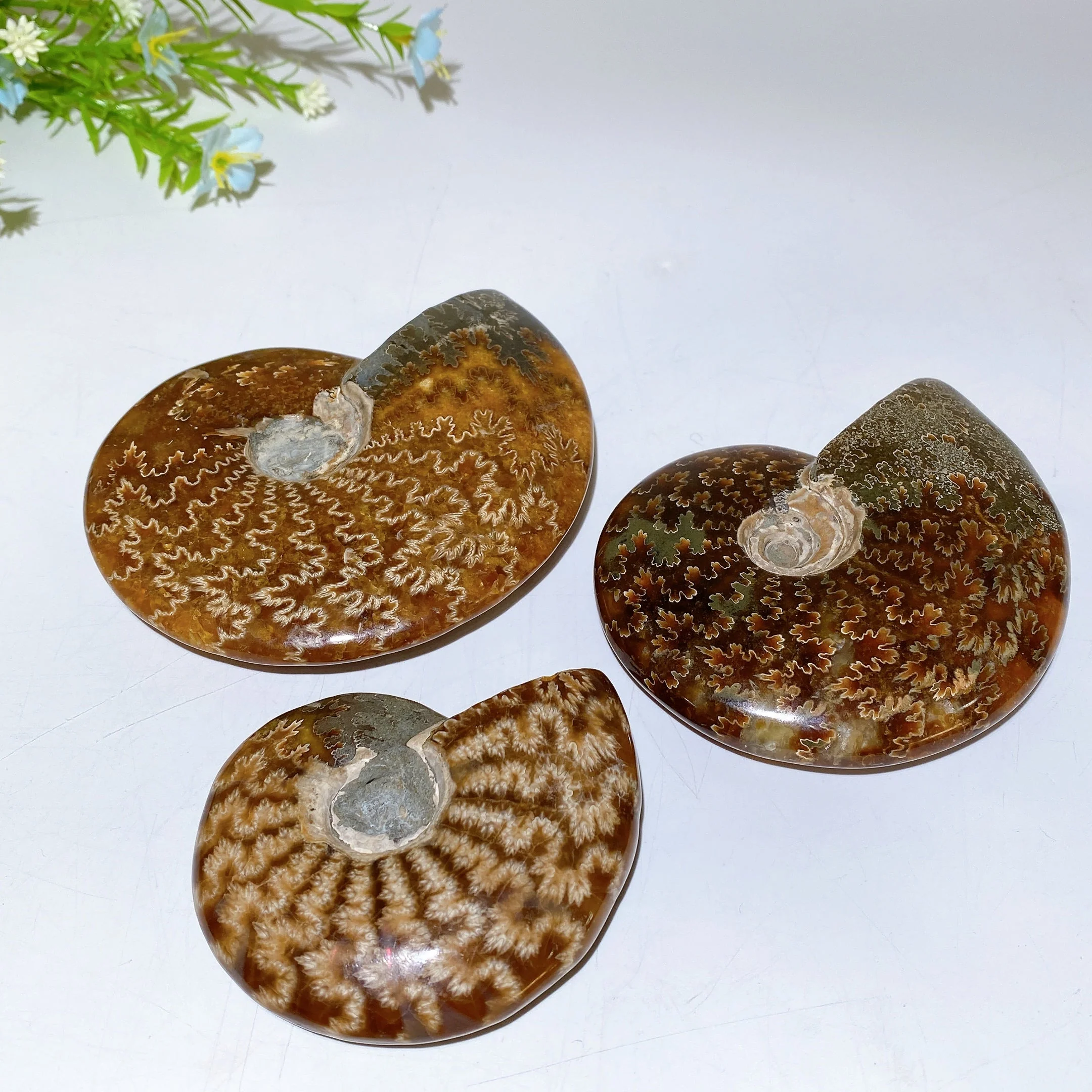 Polished Ammonite Crystal Specimen 2.8-5.5 Inch Spiral - Image 2