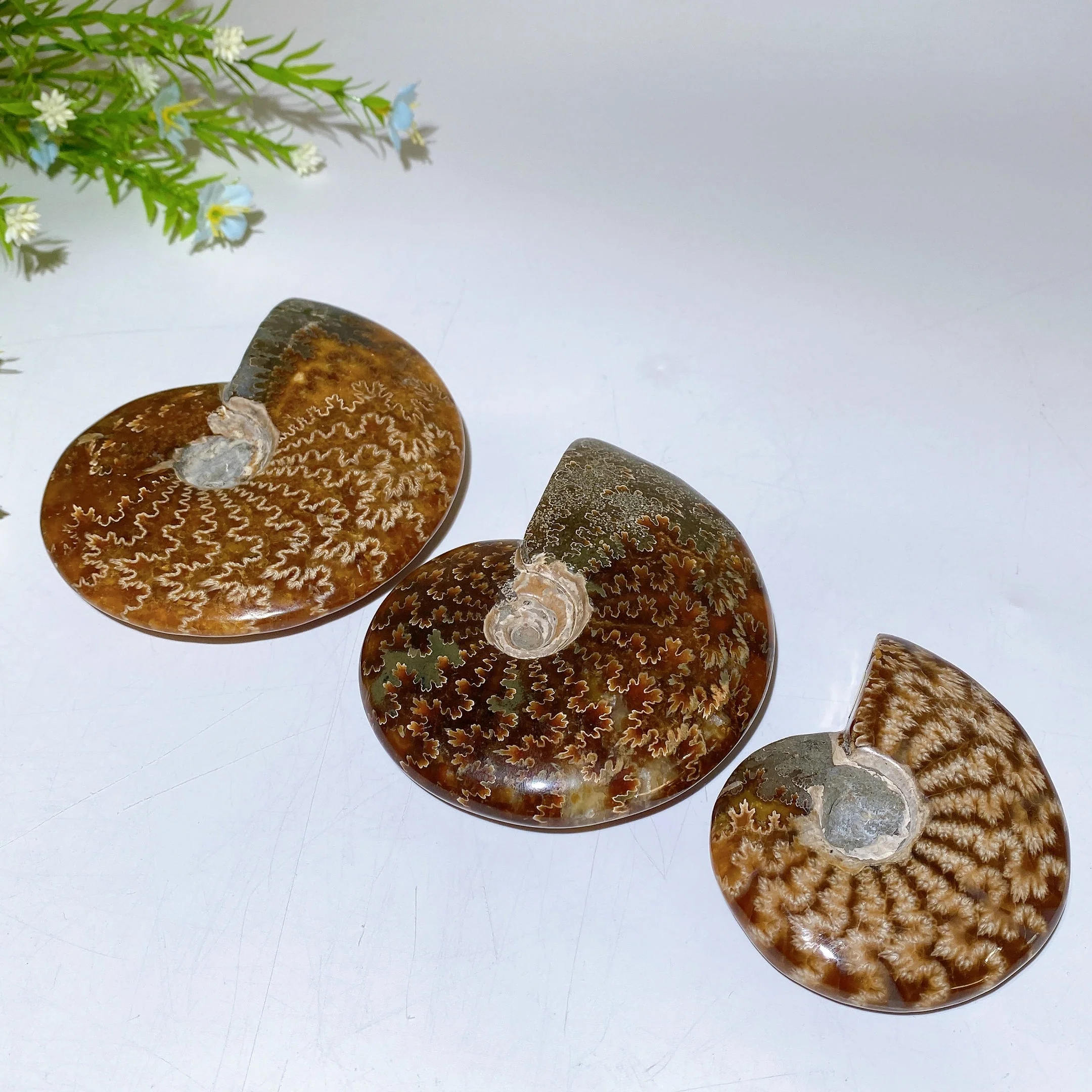 Polished Ammonite Crystal Specimen 2.8-5.5 Inch Spiral - Image 3